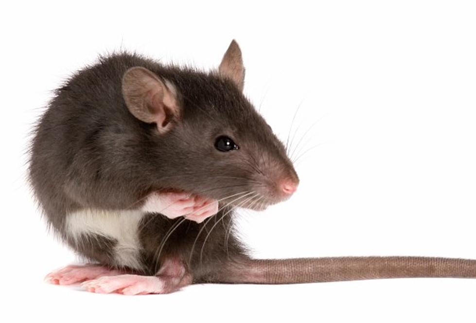 3 Massachusetts Towns Make "Rattiest Cities In The Country" List