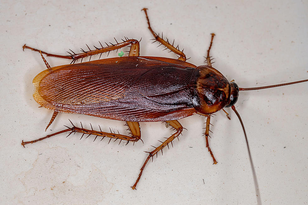 Massachusetts Has One Of The Most Roach Infested Cities In U.S.