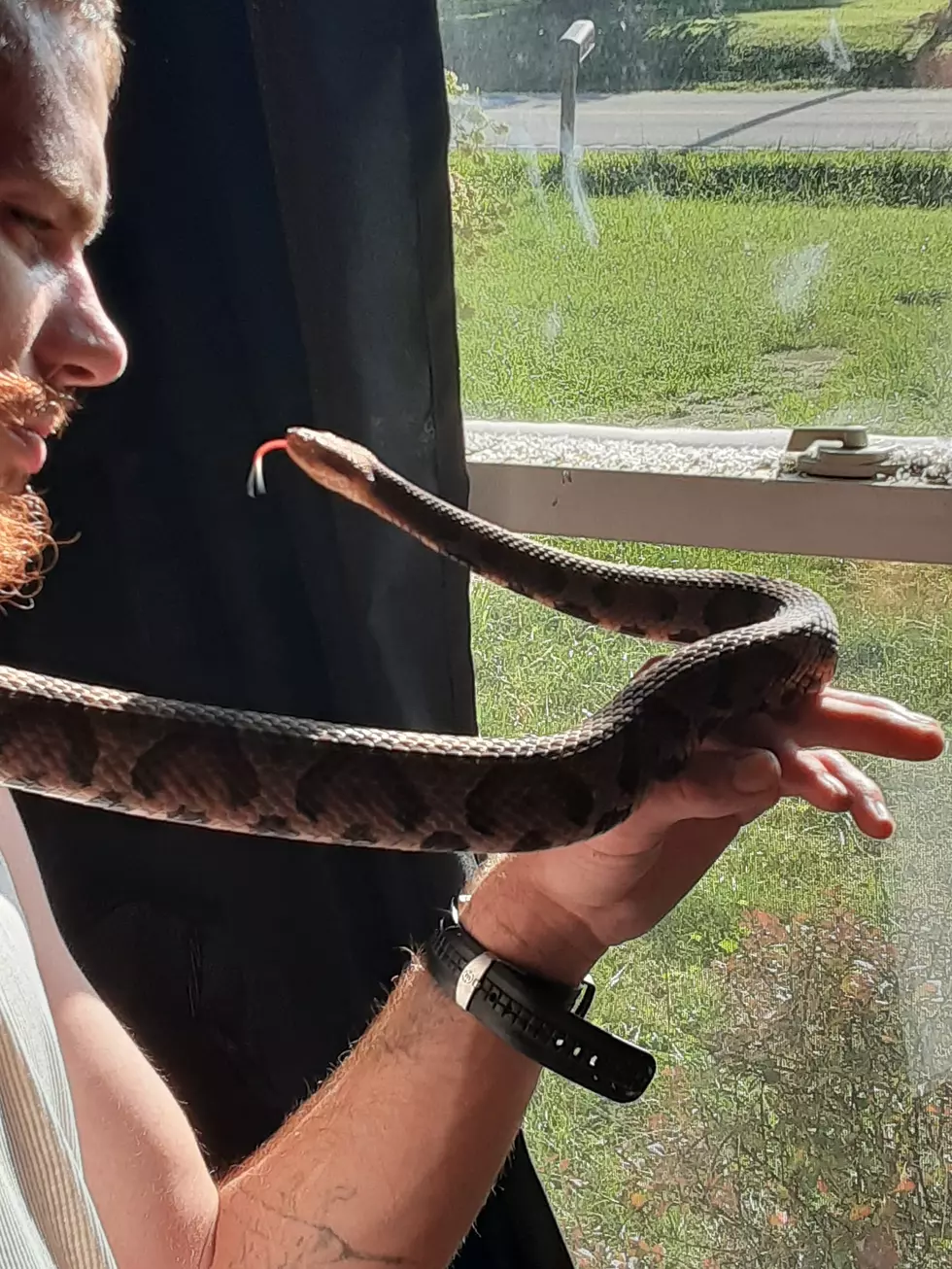 ALERT: Snake Found In Massachusetts Has Lethal Bite