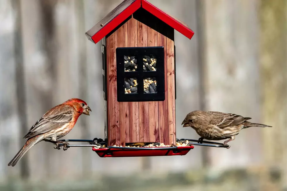 Massachusetts, It&#8217;s Time to Take Your Bird Feeders Inside