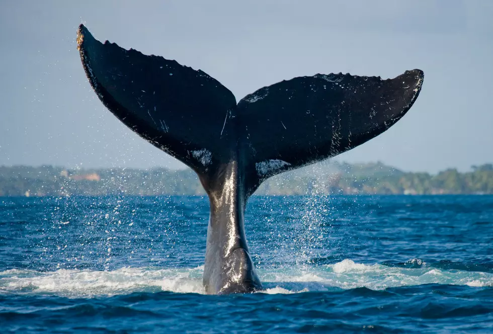 MA is Home to Three of the Best Whale Watching Trips in the U.S.