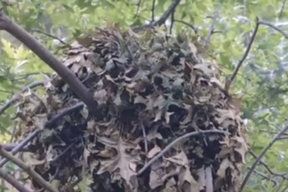 That Ball of Leaves in Your Vermont Tree Isn’t a Bird Nest
