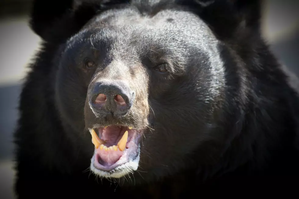 Frightening! MA Cops Say Sizable Bear Dragged Body Away After Horrific Wreck