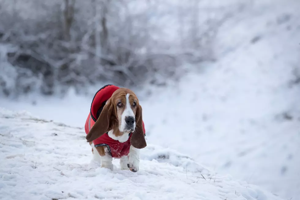 It’s Cold Out There… Are Your Neighbors and Pets Safe?