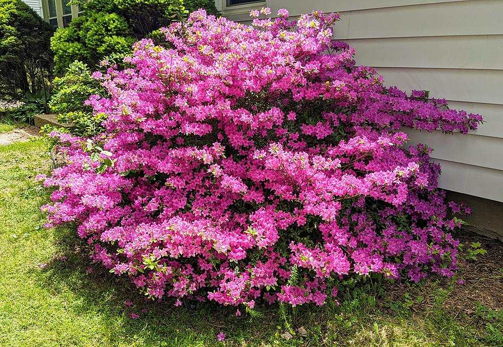 Did Your Azalea Bloom This Year? Here Are Some Tips