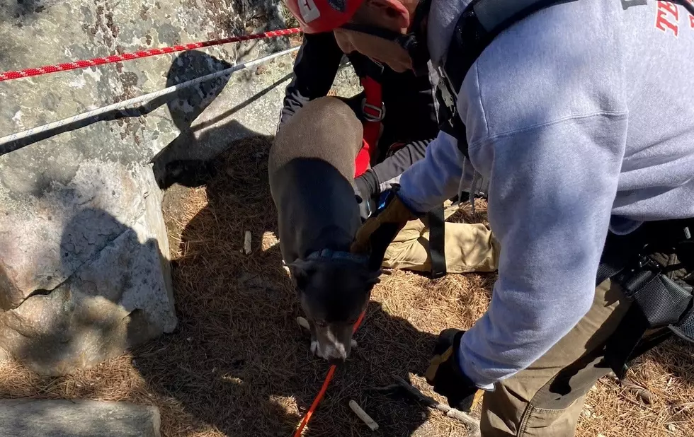 Dog Rescued After Falling Off A Cliff In Great Barrington Friday