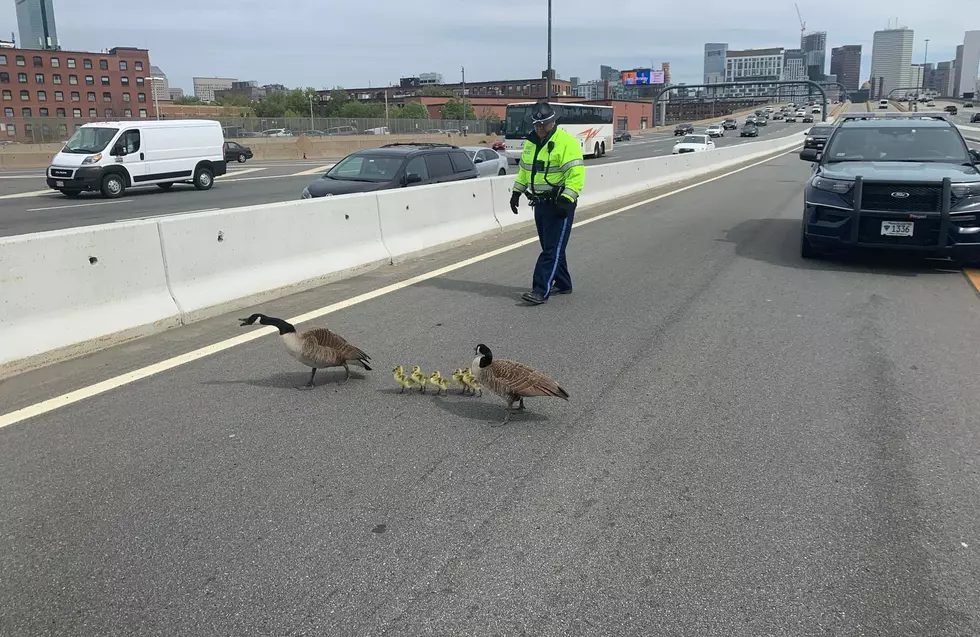 Massachusetts State Police Help Family Of Geese Across HOV Lane