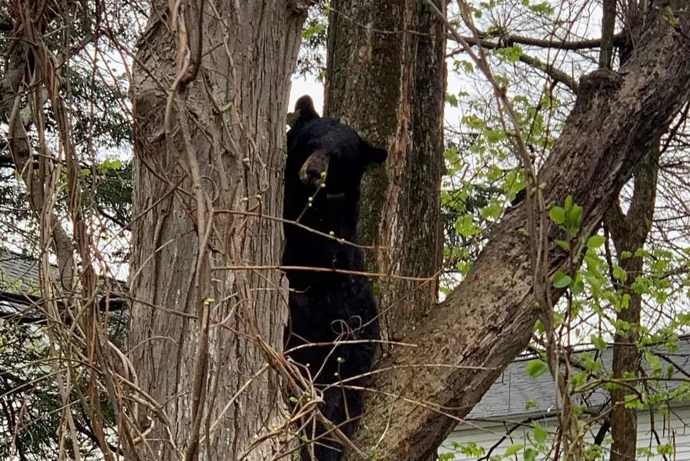 Mama Bear Rescued From A Tree Just South of Berkshire County