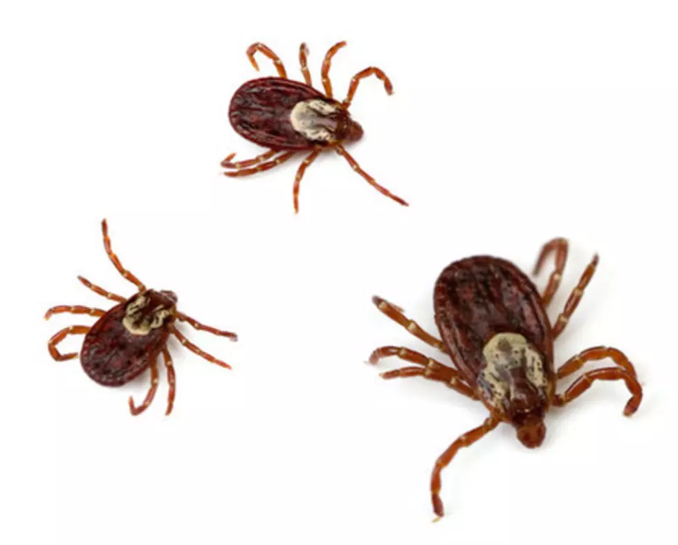 You Can Now Add Another Worry Concerning Ticks