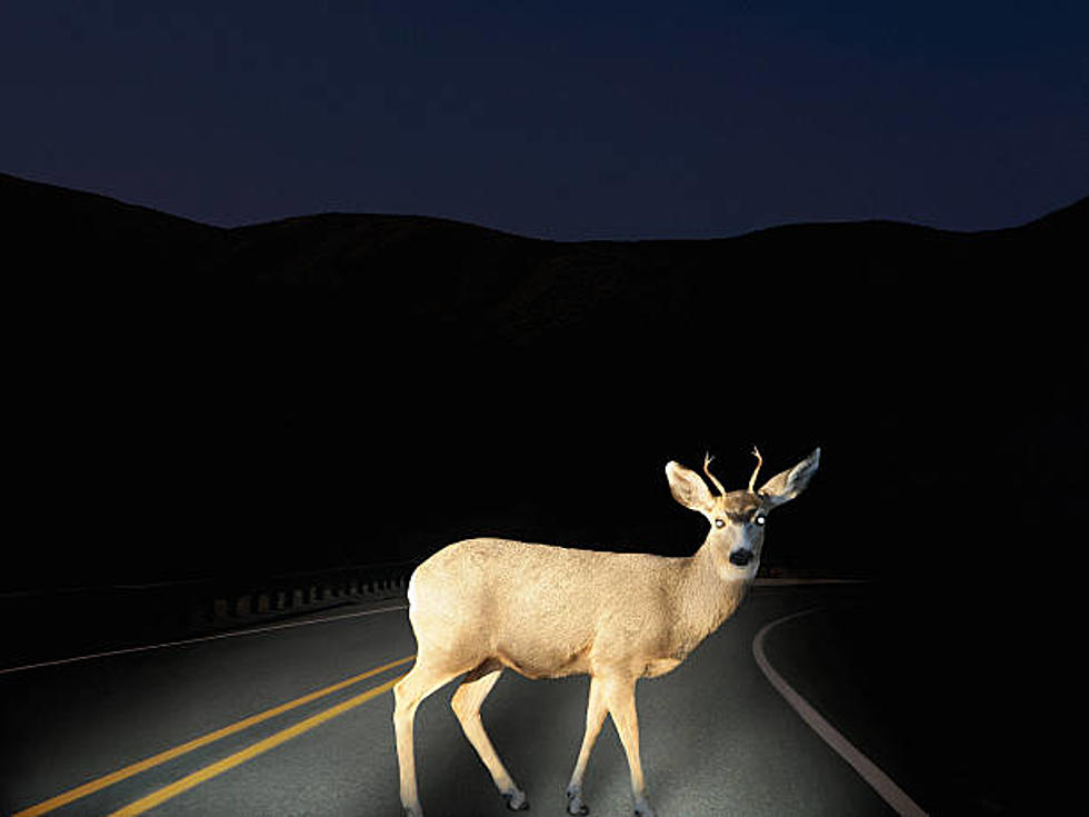 What To Do If You Hit A Deer In Massachusetts