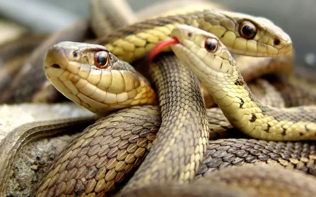 Are You Too Tense? Maybe It&#8217;s Time For A Snake Massage