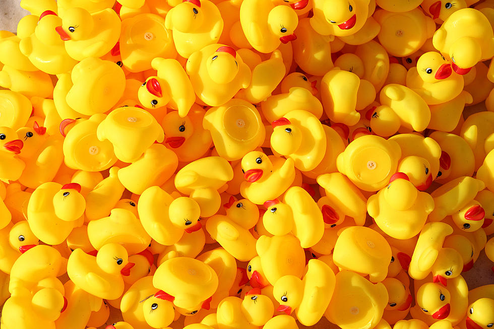 Pickup Ducks: Rubber Ducks Spreading Positivity Over Utica