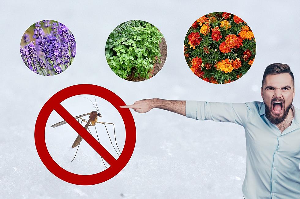 Screw Off, Mosquitos! 9 Natural Repellants to Plant This Spring