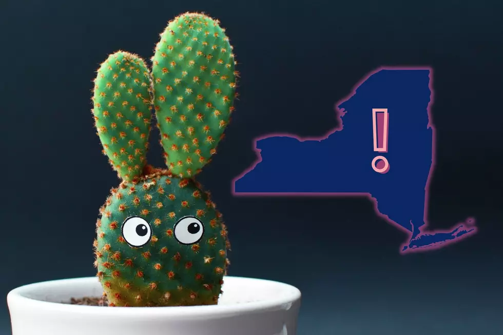 Did You Know New York is Home to Two Species of Cacti?