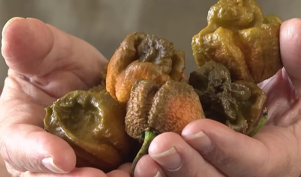 Introducing 'Pepper X', the New Spiciest Pepper in the World