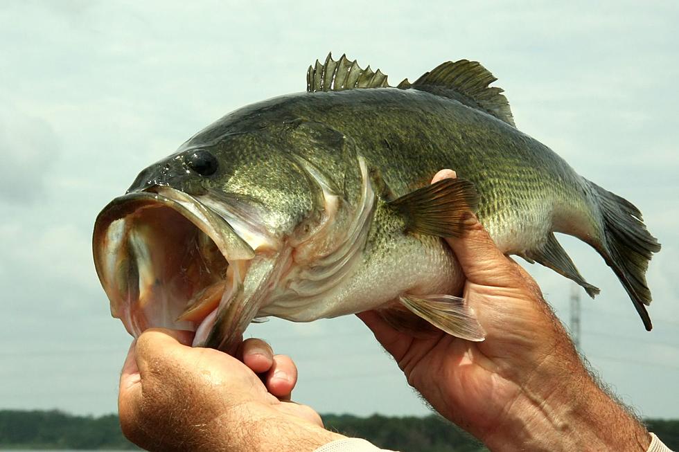Bassmaster’s Top Picks for Bass Fishing Include 2 Upstate NY Spots