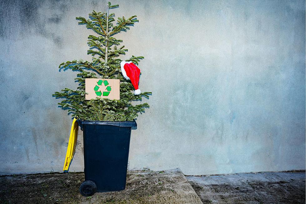 What's the Proper Way to Dispose of Christmas Trees in NY State?