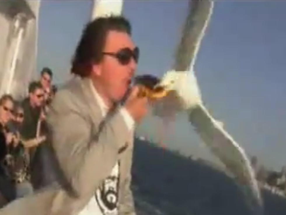 Seagulls are Robbing People Blind [VIDEOS]