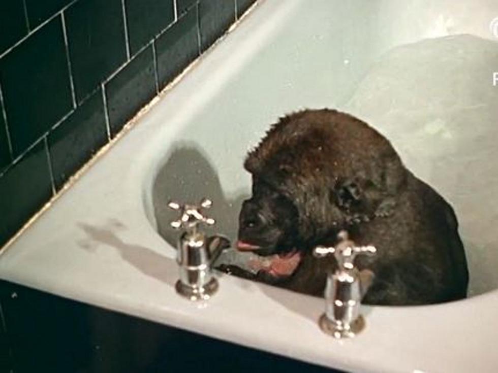 Baby Gorilla Takes a Bath in Unearthed Vintage News Clip [VIDEO]