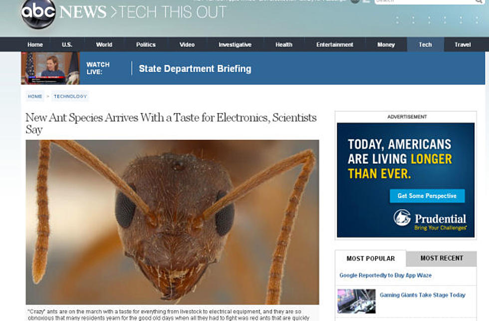 Crazy Ants Are Here and They Want to Eat Your Smartphone!