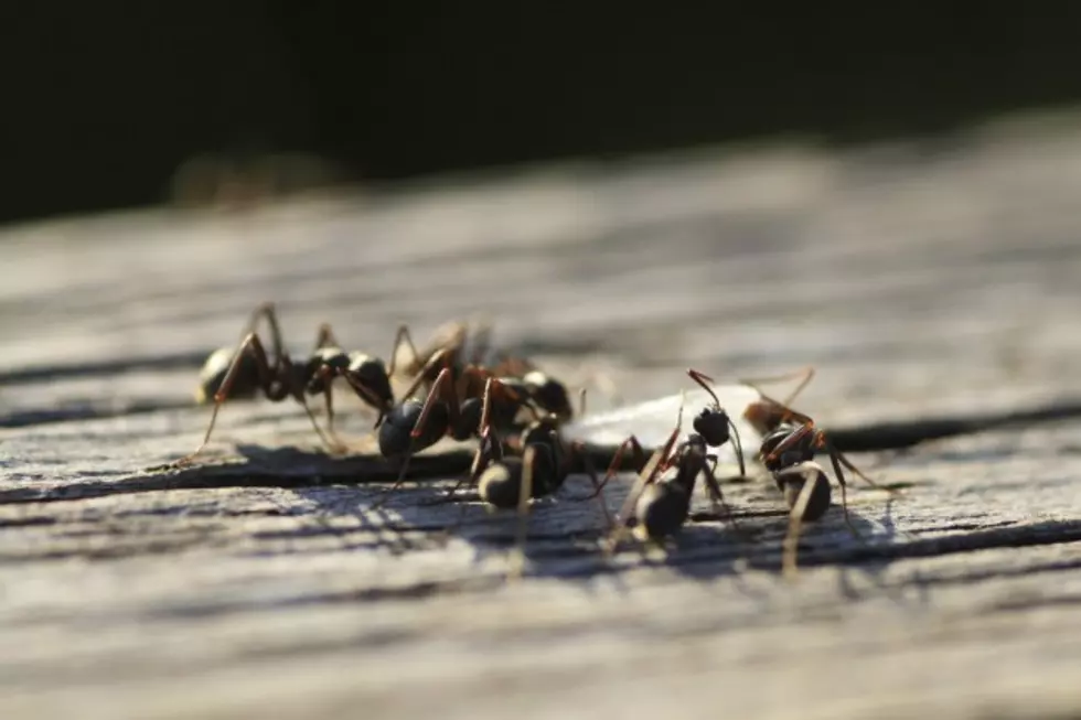 What is the Best Way To Get Rid of Ants?