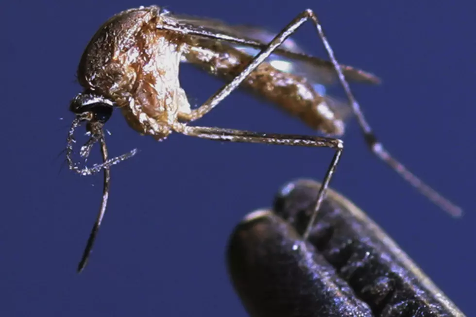Nampa, Payette Mosquitoes Infected with West Nile