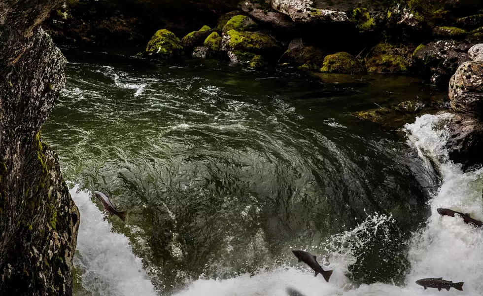 A Really Freakin’ Cool Picture of Fish at Selway Falls