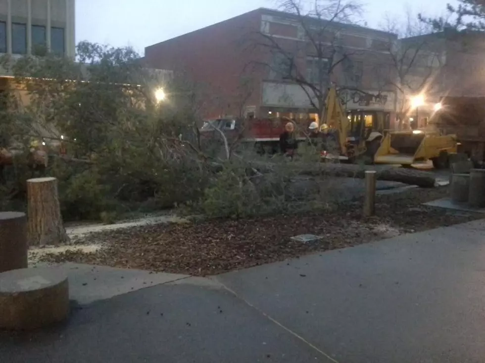 Trees In Downtown Twin Are Cut Down