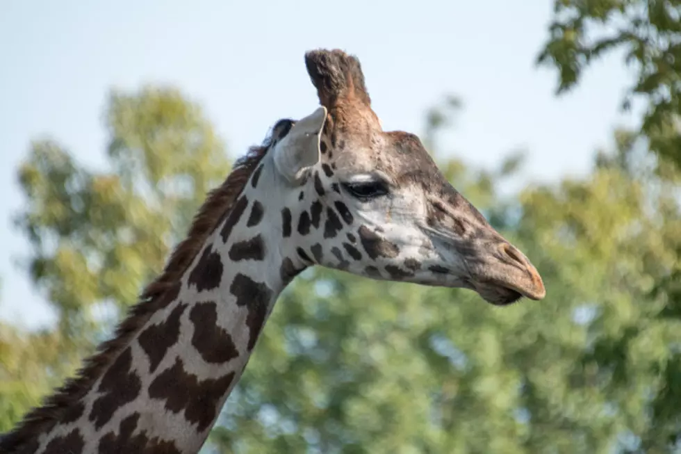 Boise Zoo Welcomes New Giraffe