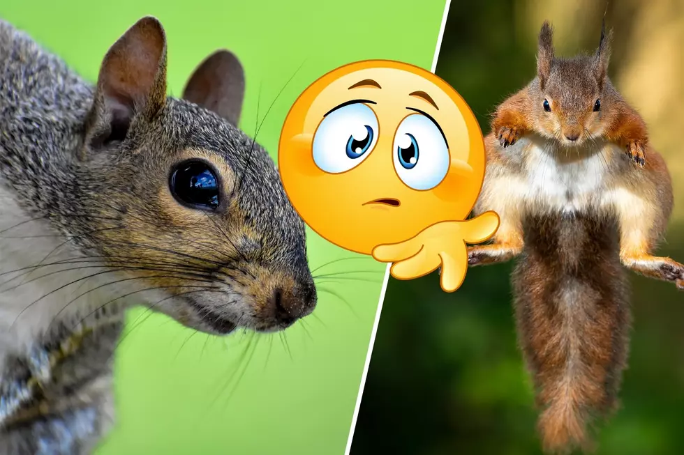 The Twin Falls Squirrel Menace: Why Do They Do What They Do