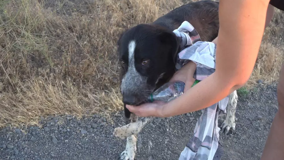 Do You Recognize This Dog Found Near Box Canyon