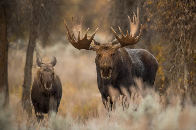 Massive Moose Seen Meandering Along Pomerelle Mountain Trails