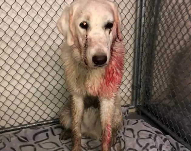 Mangled Dog Found And Saved By Hunters Needs Lots Of Help