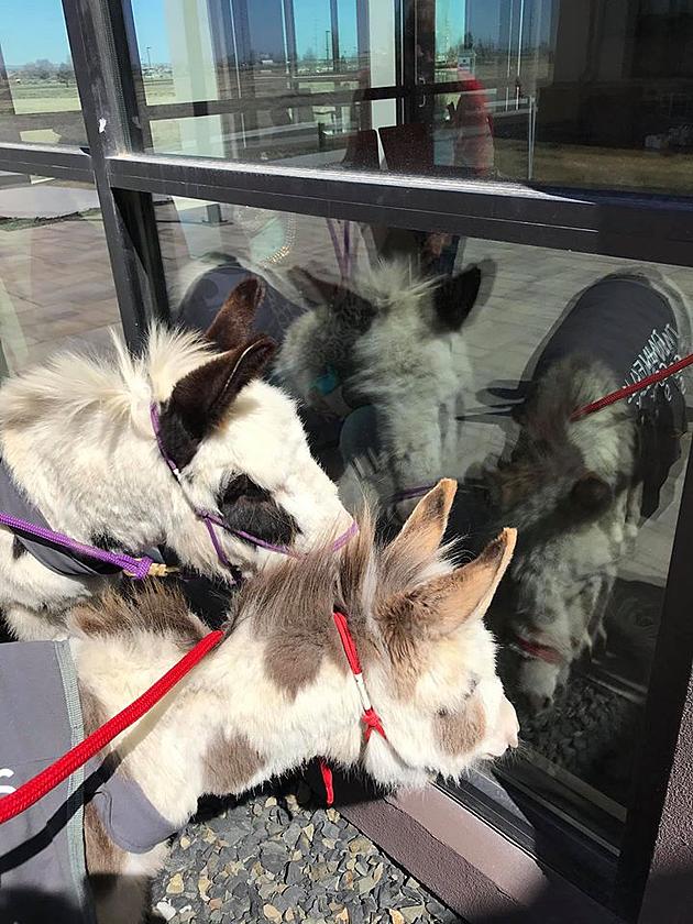 Twin Falls Sheriff&#8217;s Office Bring Joy And Donkeys To Residents