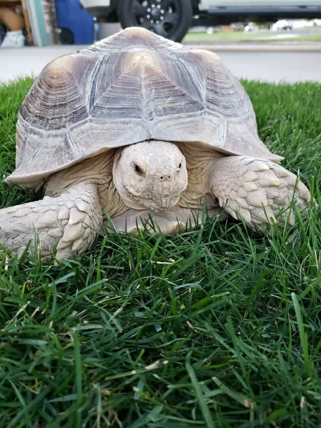 Wandering Tortoise Found By Twin Falls Airport