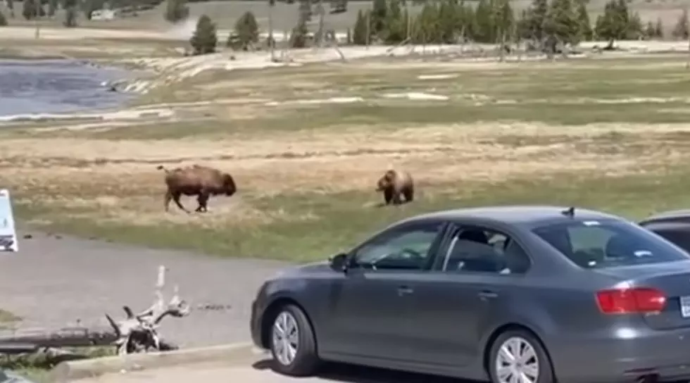 Must Watch: Bison VS Bear Video From Yellowstone