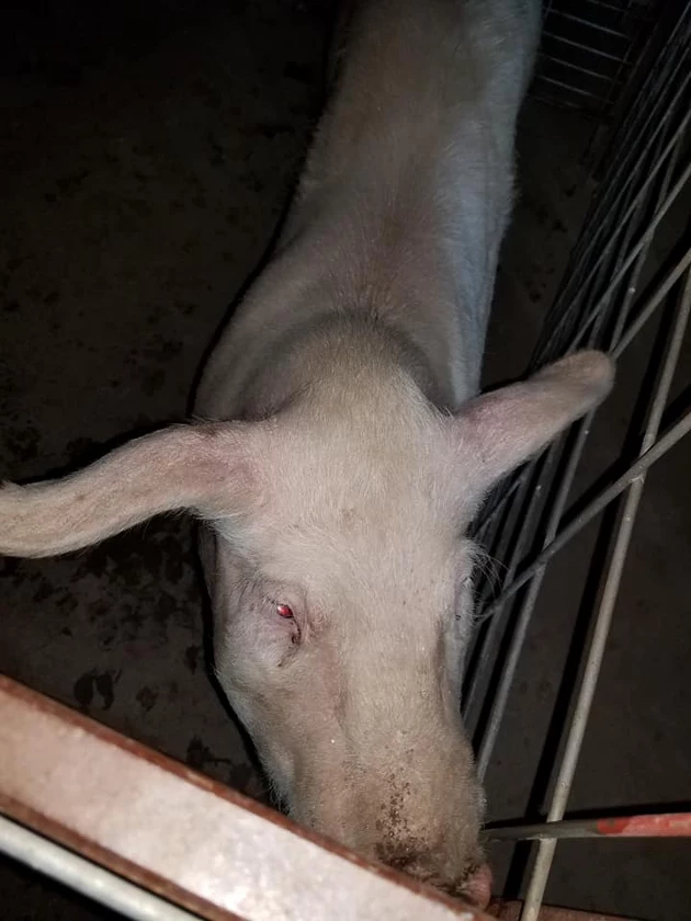 This Little Piggy Went To The Market; Gooding Police Found It