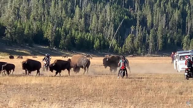 MUST WATCH: Motorcyclists Harass A Herd Of Bison At Yellowstone
