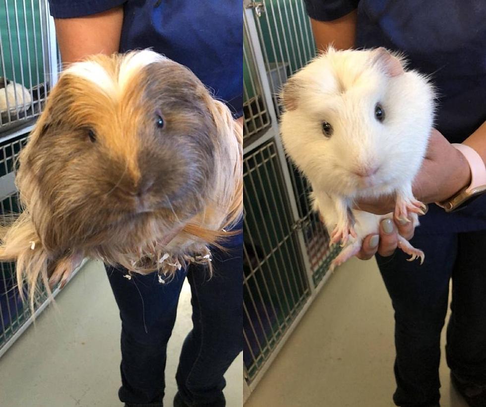 Adopt Fashionable Guinea Pigs At Twin Falls Animal Shelter