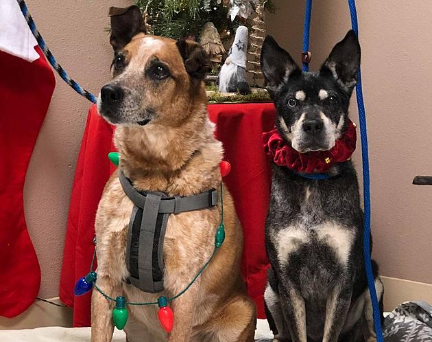 Abandoned Dogs In Twin Falls Looking To Be Home By Christmas
