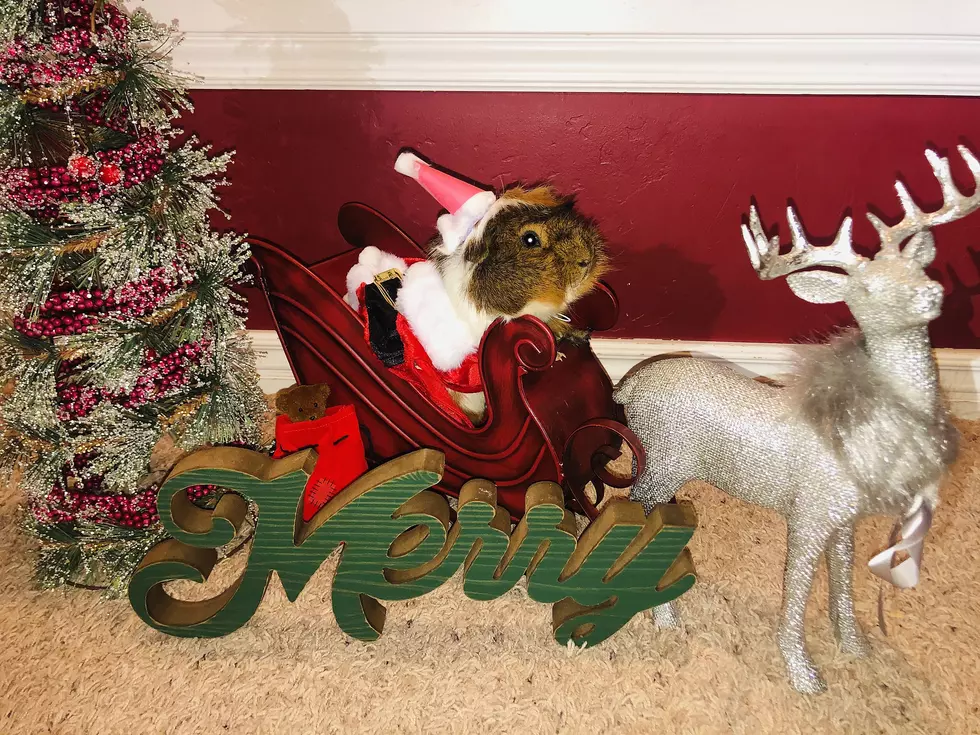 2020 Christmas Pet Photo Winner Announced