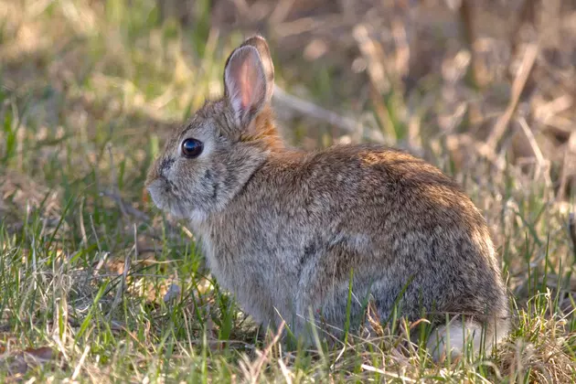 Rabbit Hemorrhagic Disease In Idaho Jackrabbits For First Time