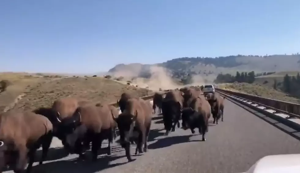 MUST WATCH: Huge Herd Of Bison Storm The Roads Of Yellowstone