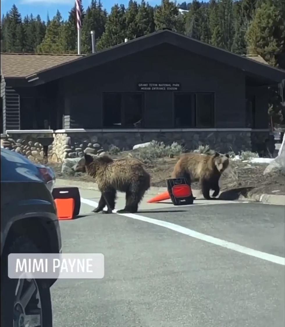 Mama Bear Catches Cubs Playing In Traffic At Yellowstone