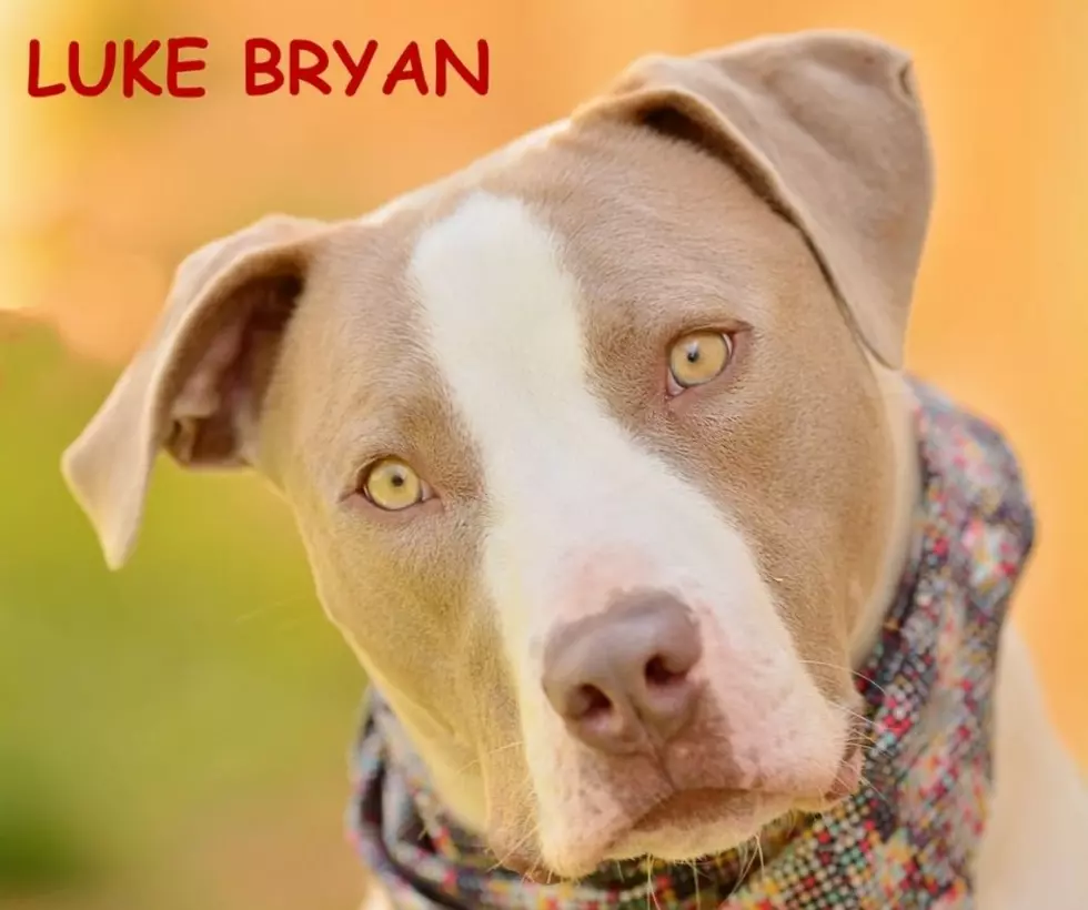 “Luke Bryan” In Jerome, ID Is Looking For A Furever Home