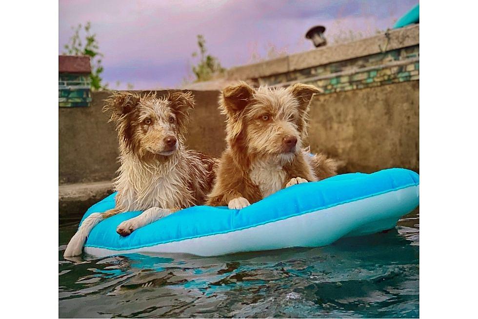 Don’t Do These 5 Things With Your Pet During The Hot Summer Twin Falls Days