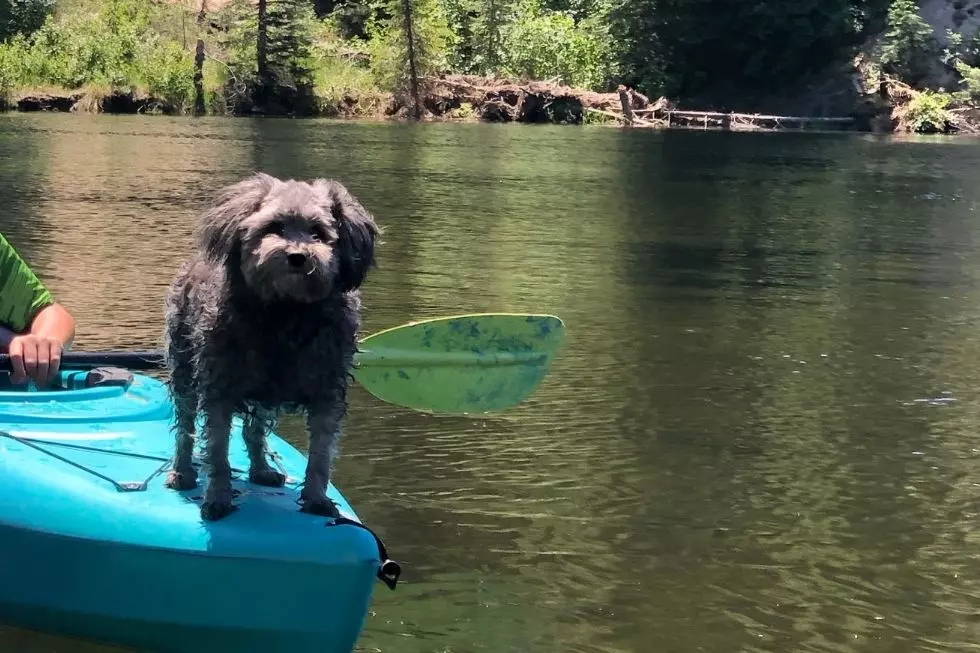 Julia Toner / poodle mix