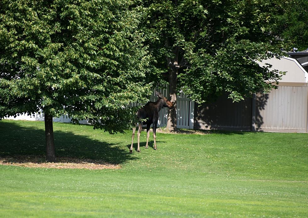 Moose On The Loose In Twin Falls Park, Relocated Safely