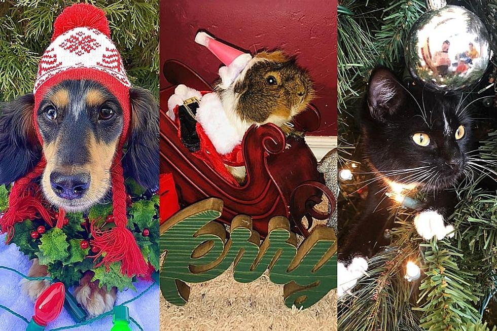 WIN: 2021 Christmas Pet Photo Contest
