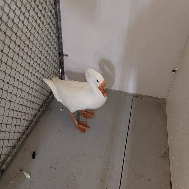 Missing A Goose? Take A Gander At The Twin Falls Animal Shelter